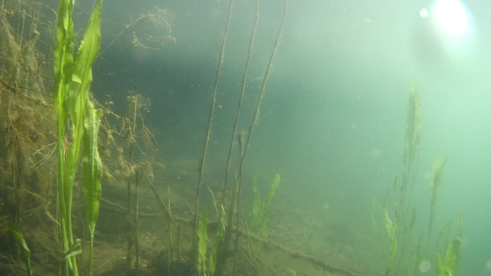Unterwasserpflanzen in einem Weiher