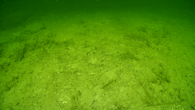 Video von Fischen über dem Seegrund. Aufgenommen durch unsere Unterwasserdrohne